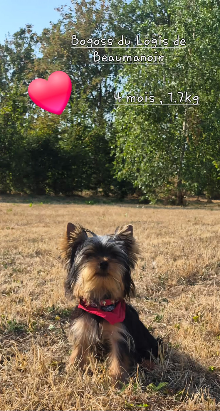 Chiot Yorkshire Terrier Du logis de beaumanoir