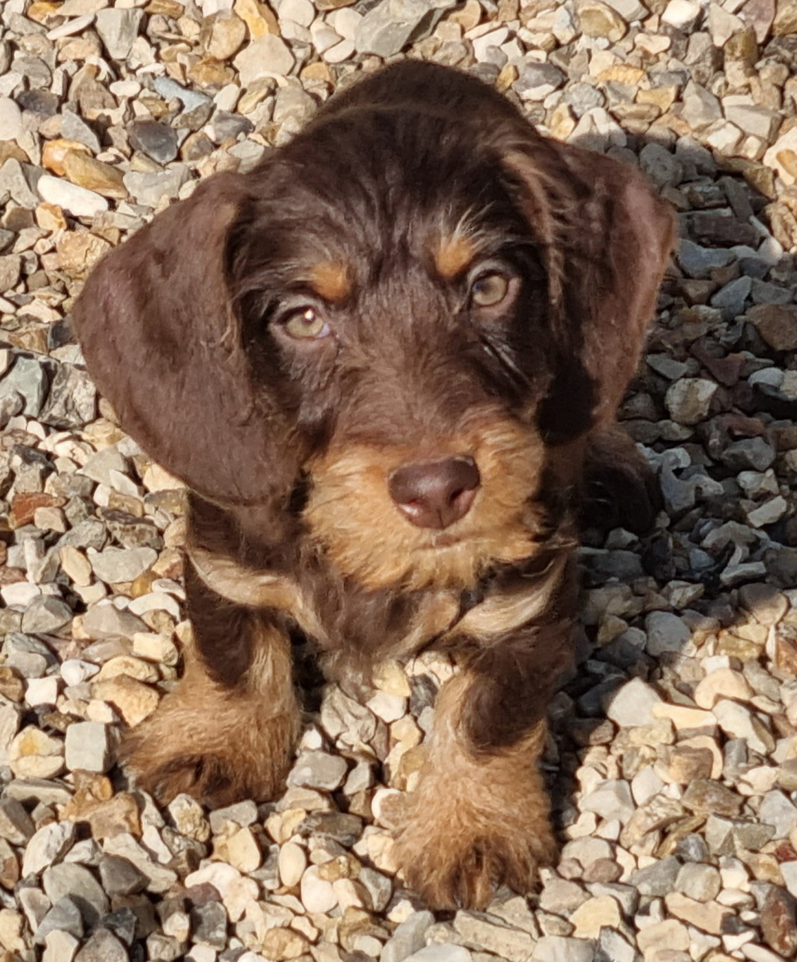 Du logis de beaumanoir - Chiots disponibles - Teckel poil dur