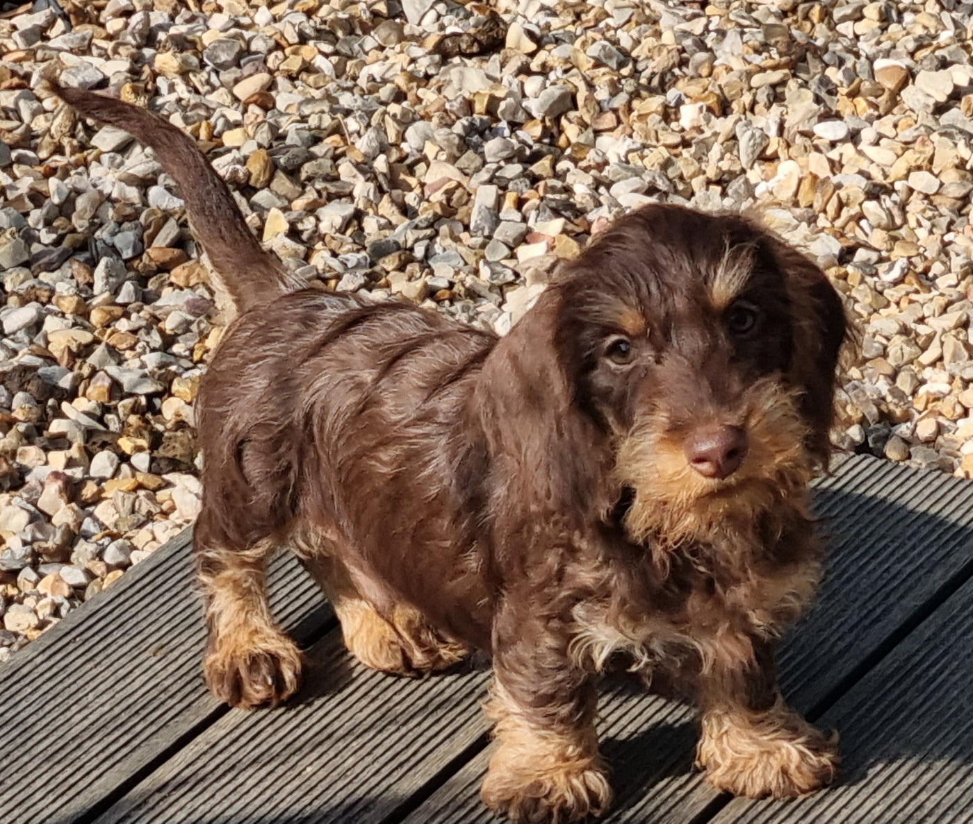 Du logis de beaumanoir - Chiots disponibles - Teckel poil dur