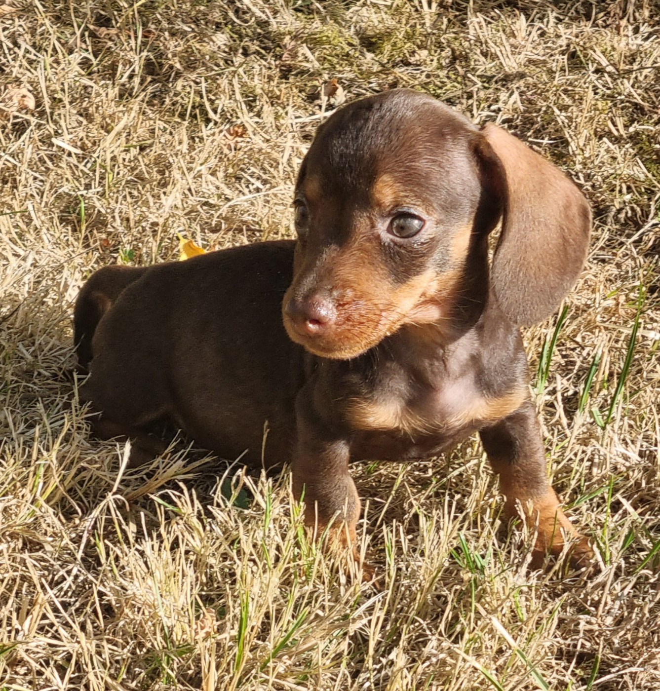 Chiot Teckel poil dur Du logis de beaumanoir