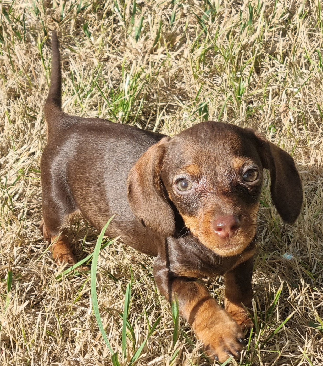 Du logis de beaumanoir - Chiots disponibles - Teckel poil dur