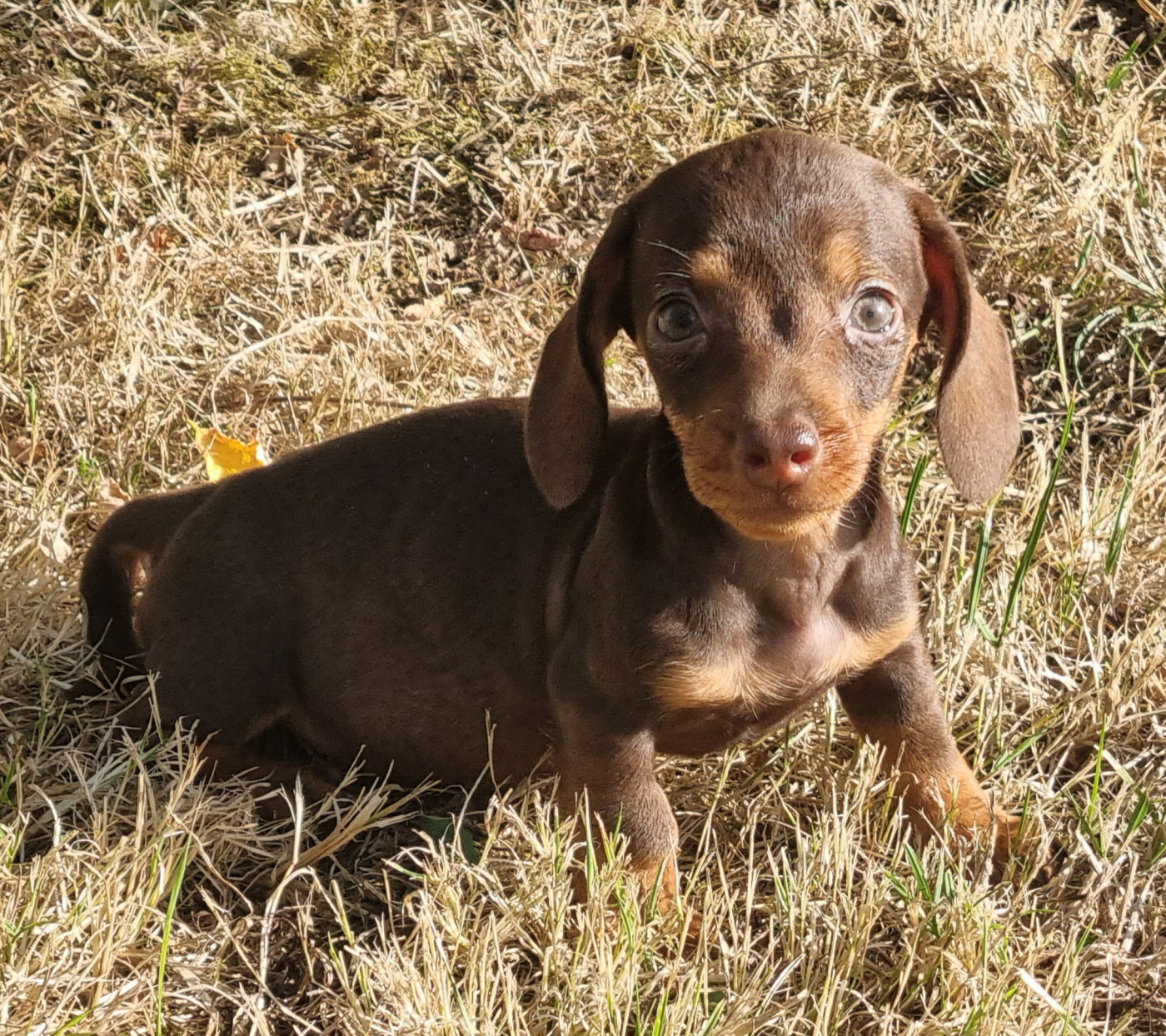 Du logis de beaumanoir - Chiots disponibles - Teckel poil dur