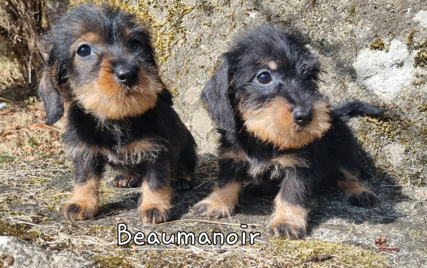 Chiot Teckel poil dur Du logis de beaumanoir