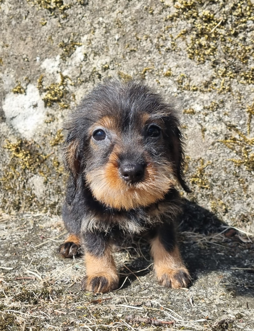 Du logis de beaumanoir - Chiots disponibles - Teckel poil dur