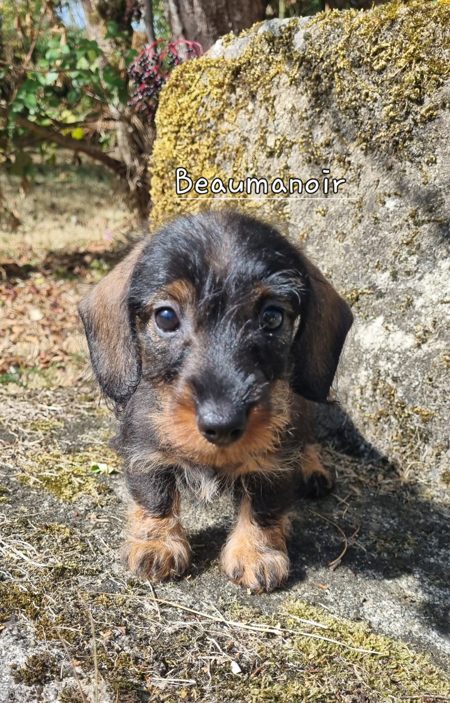 Du logis de beaumanoir - Chiots disponibles - Teckel poil dur