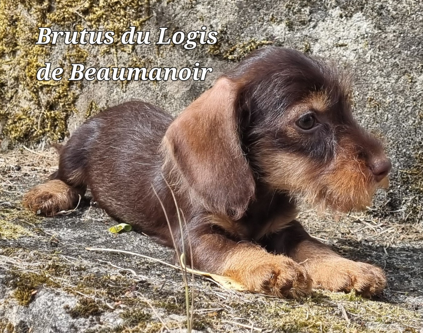 Du logis de beaumanoir - Chiots disponibles - Teckel poil dur