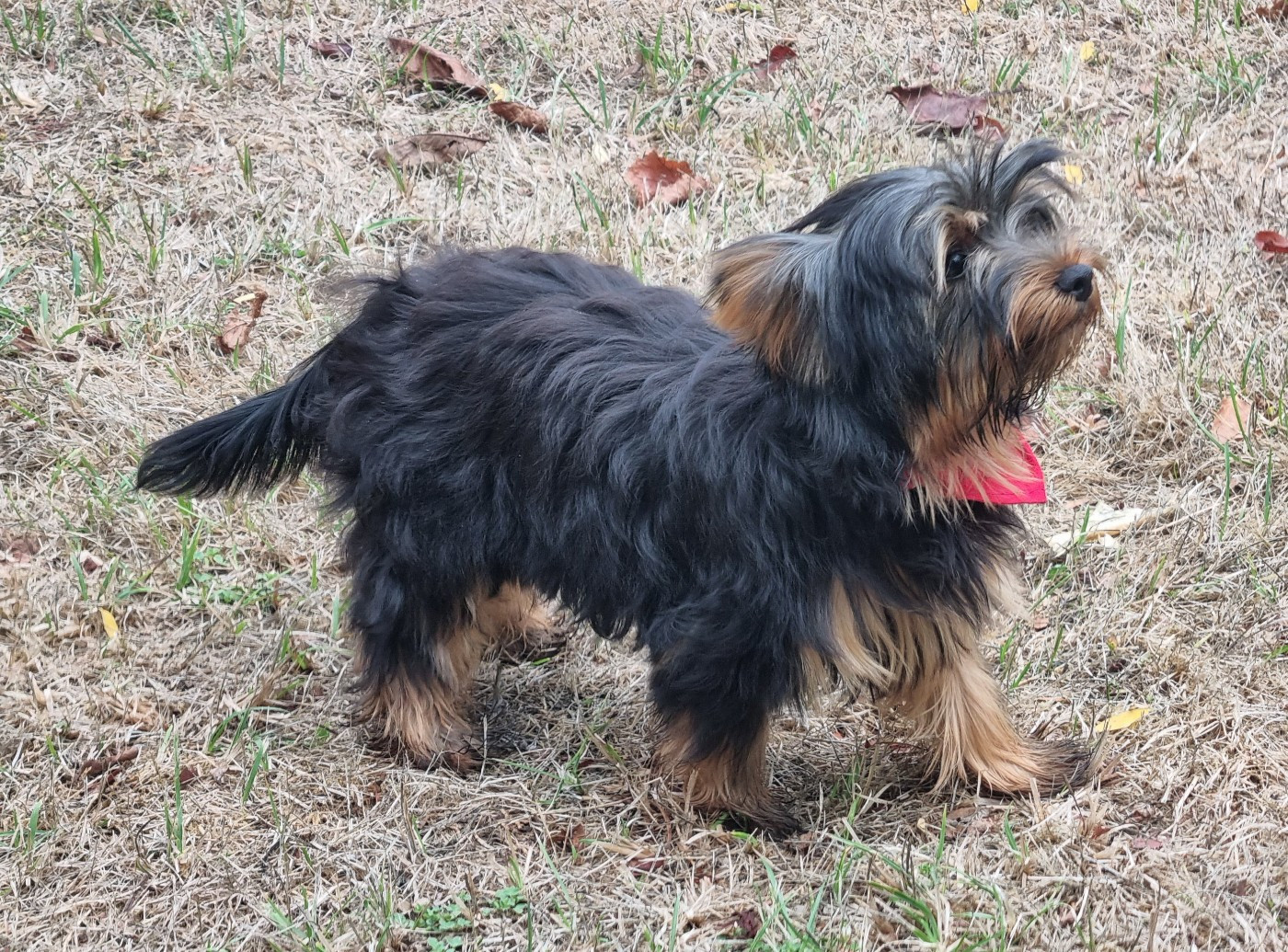 Du logis de beaumanoir - Chiots disponibles - Yorkshire Terrier