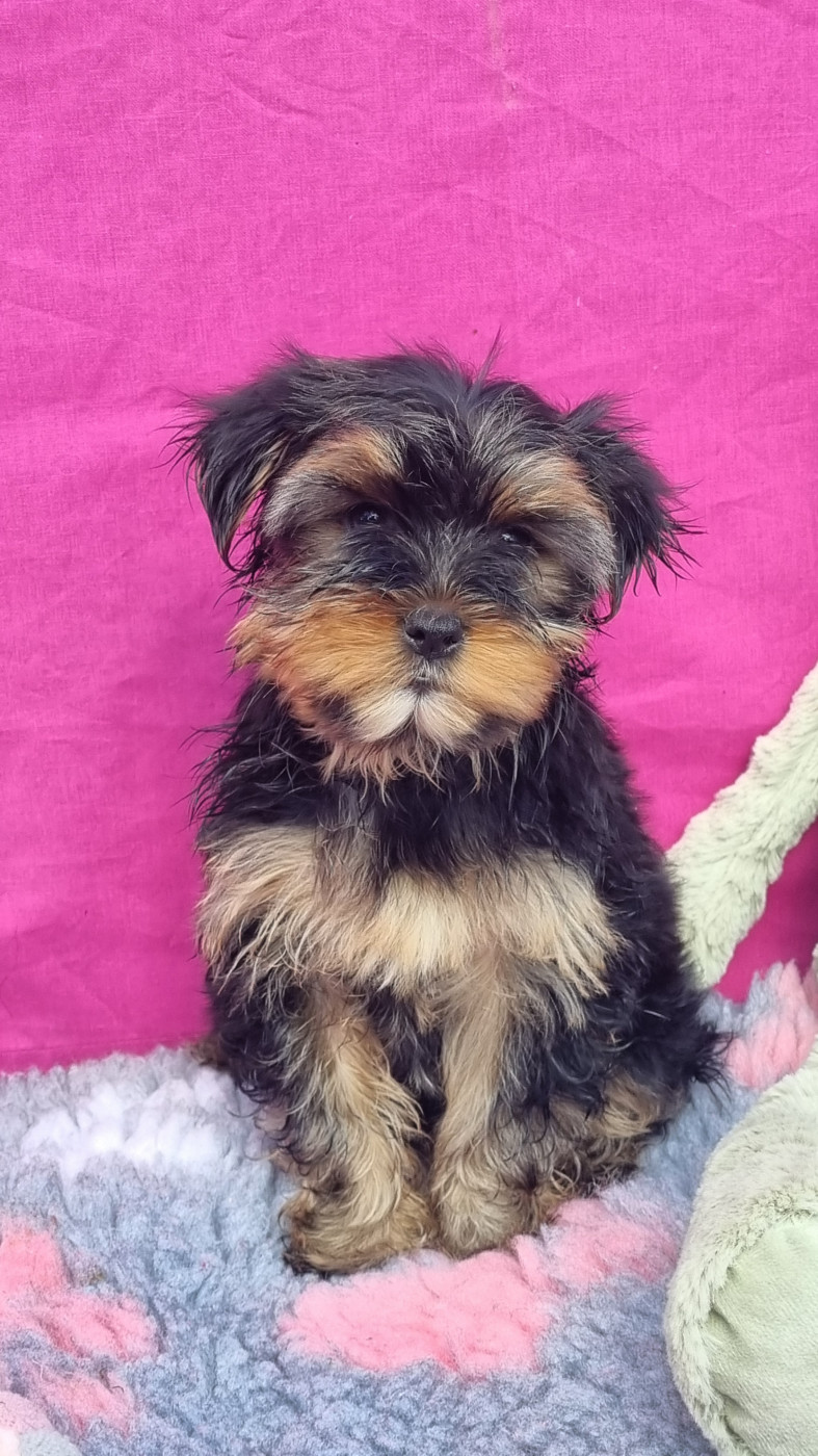 Du logis de beaumanoir - Chiots disponibles - Yorkshire Terrier