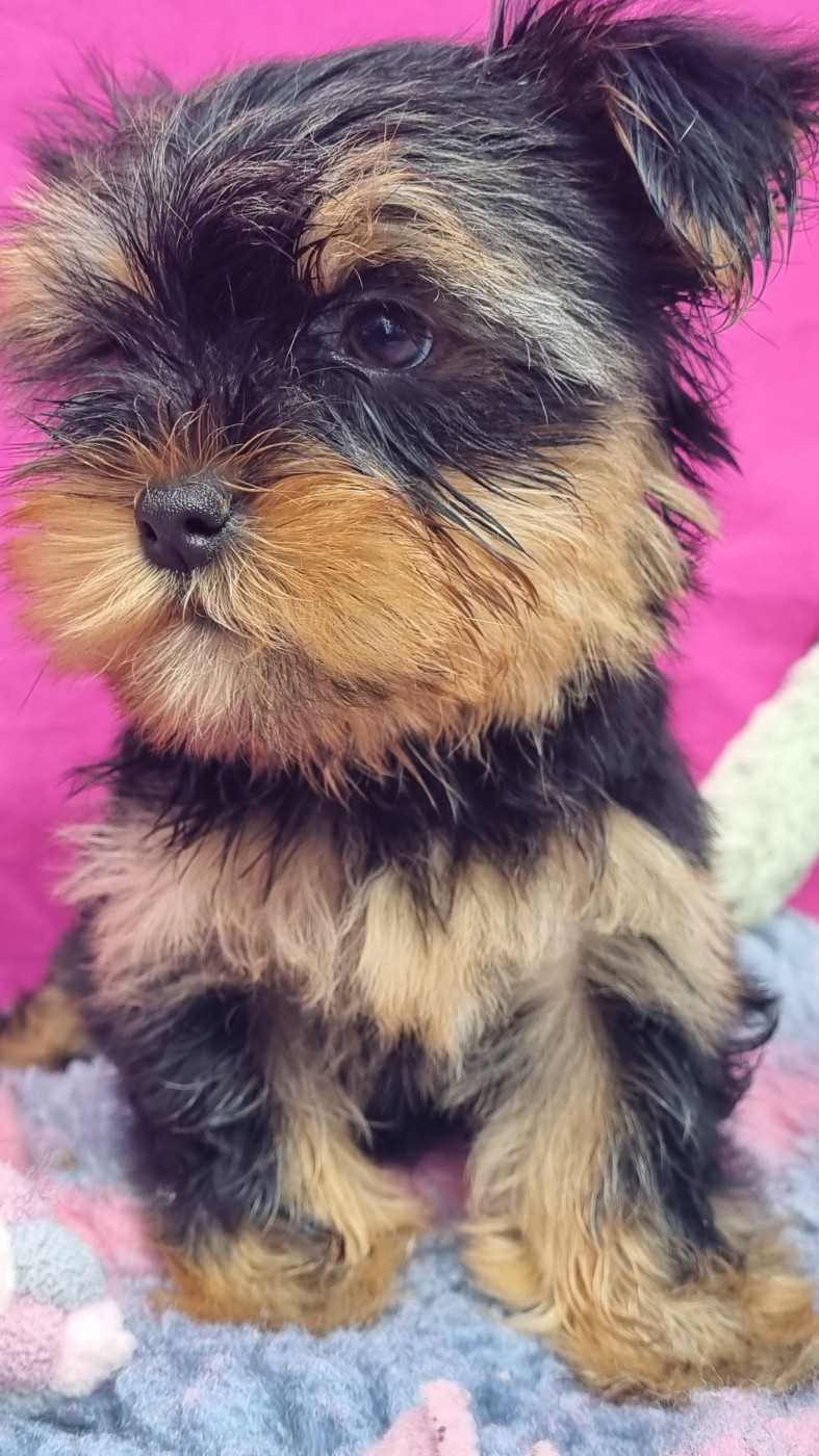 Chiot Yorkshire Terrier Du logis de beaumanoir