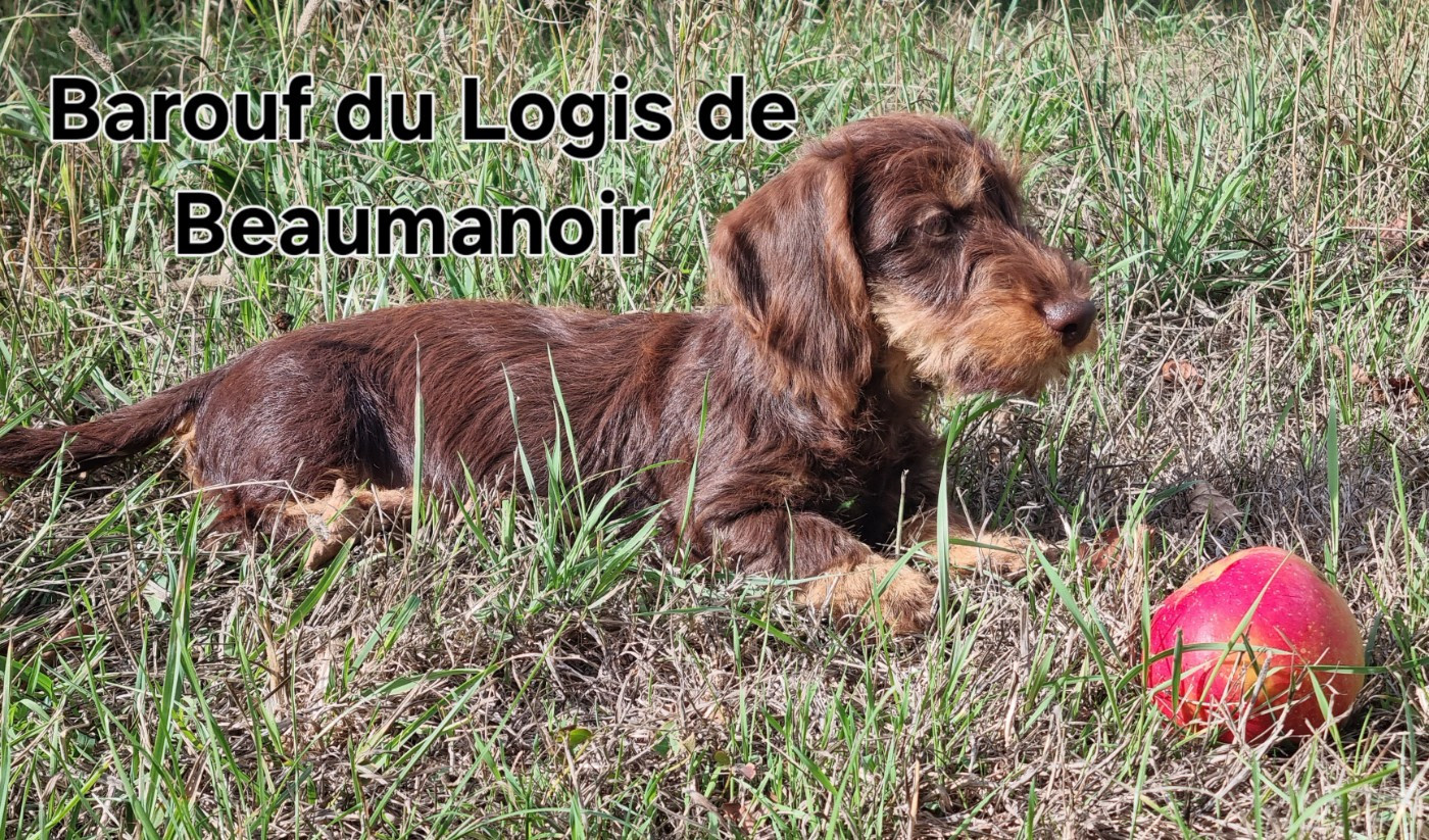 Du logis de beaumanoir - Chiots disponibles - Teckel poil dur