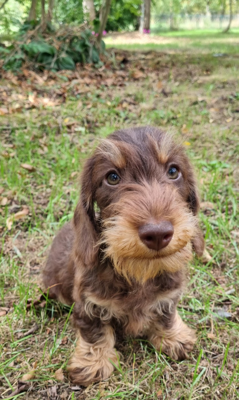 Du logis de beaumanoir - Chiots disponibles - Teckel poil dur