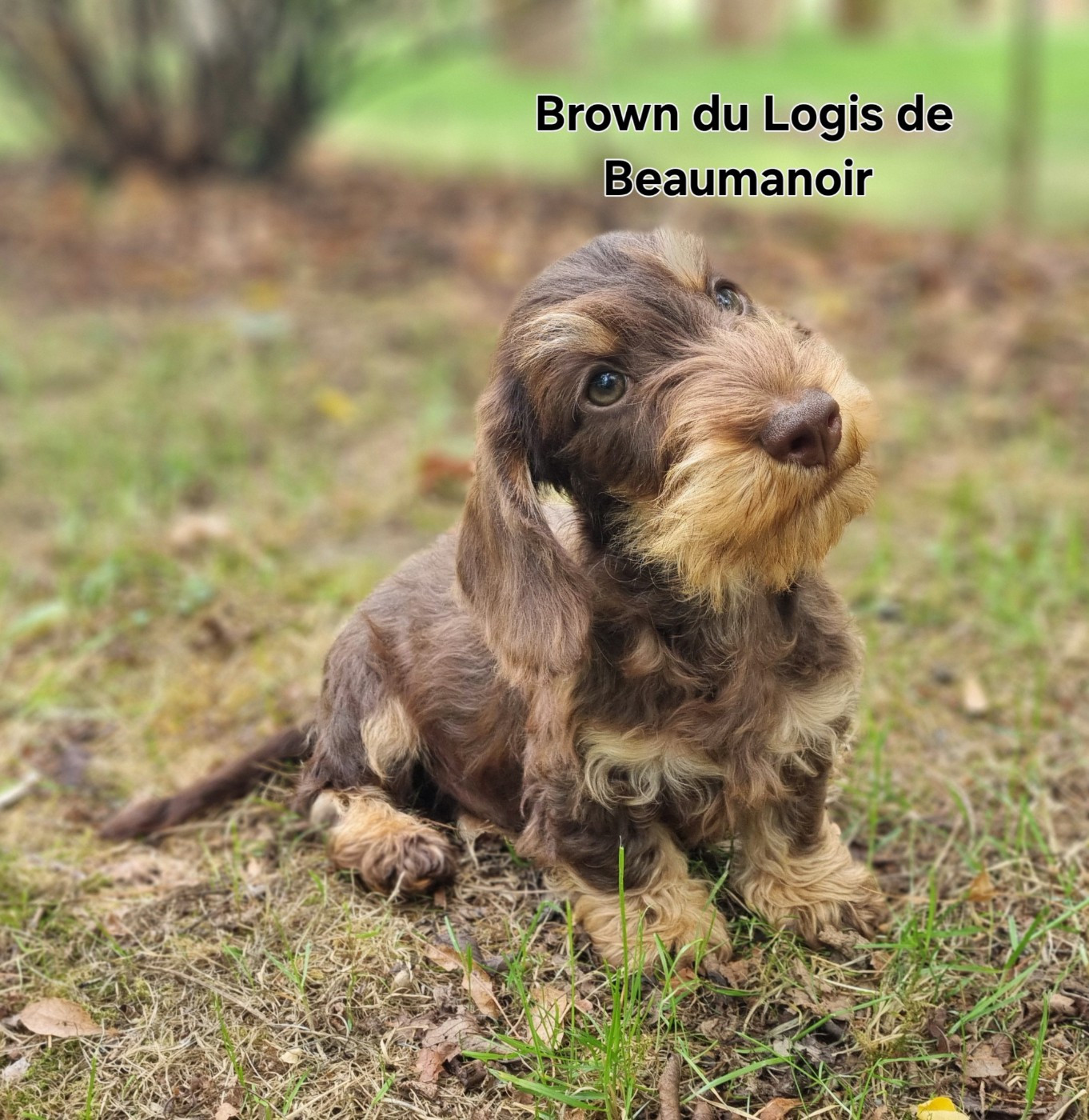 Chiot Teckel poil dur Du logis de beaumanoir
