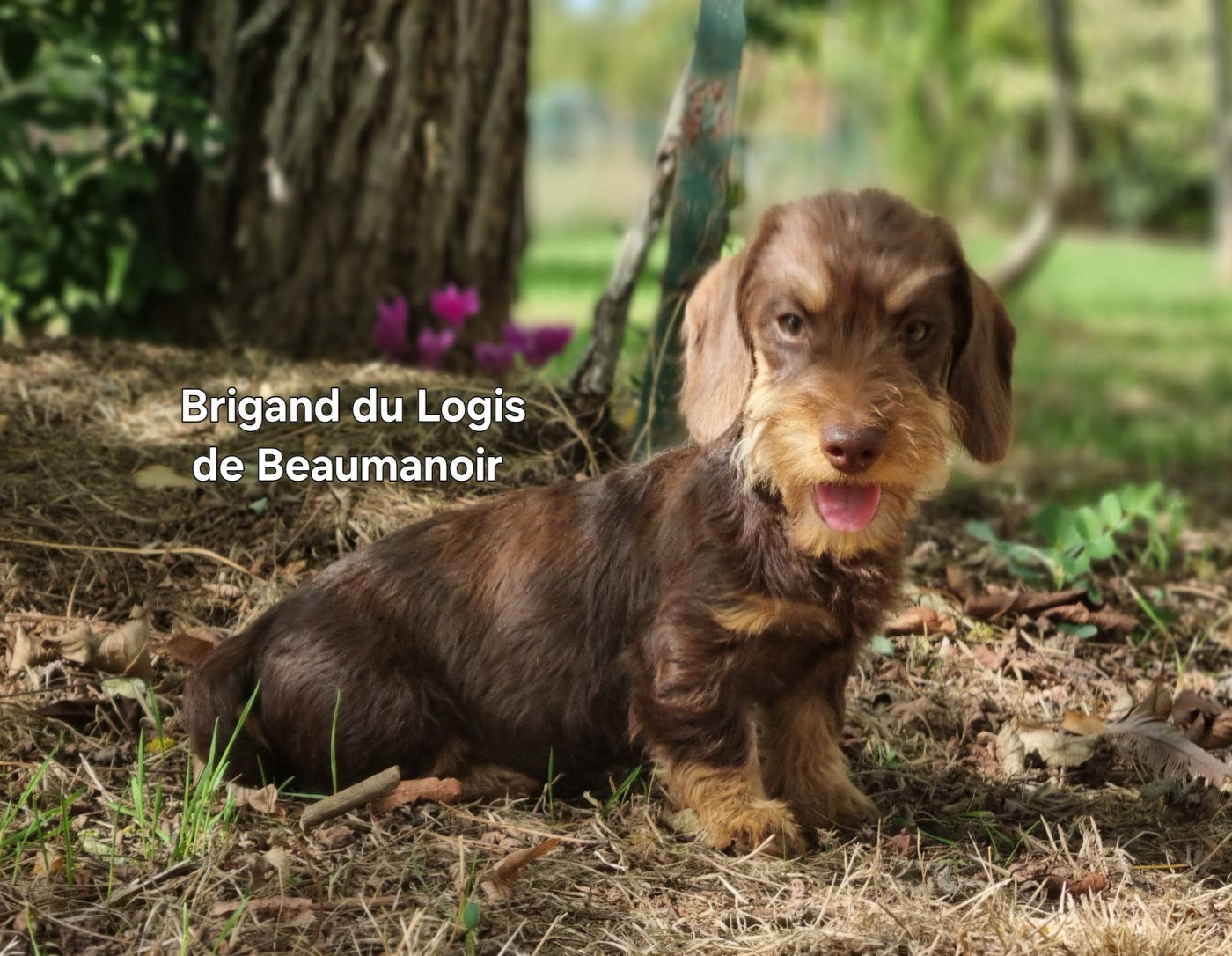 Chiot Teckel poil dur Du logis de beaumanoir