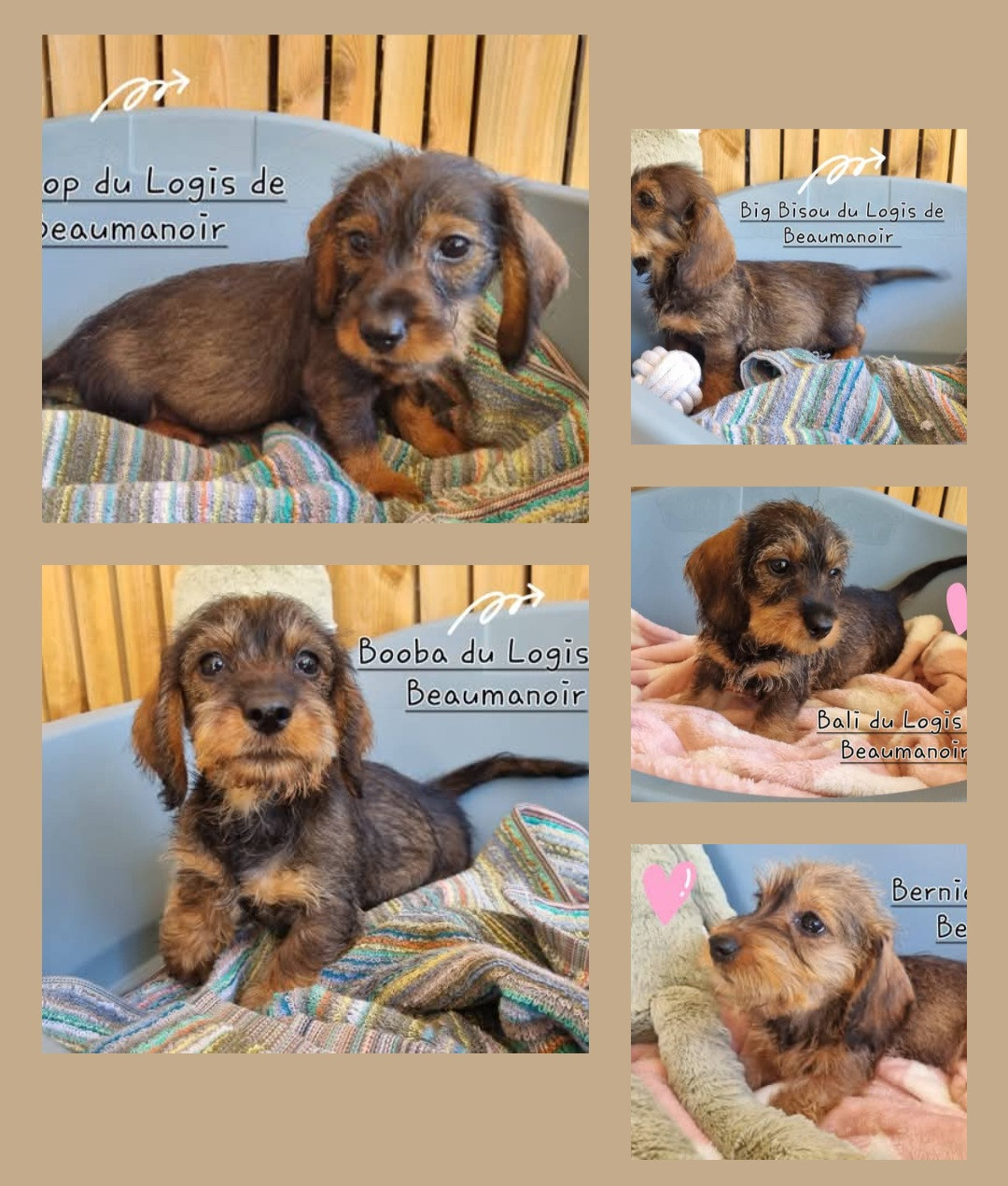 Chiot Teckel poil dur Du logis de beaumanoir