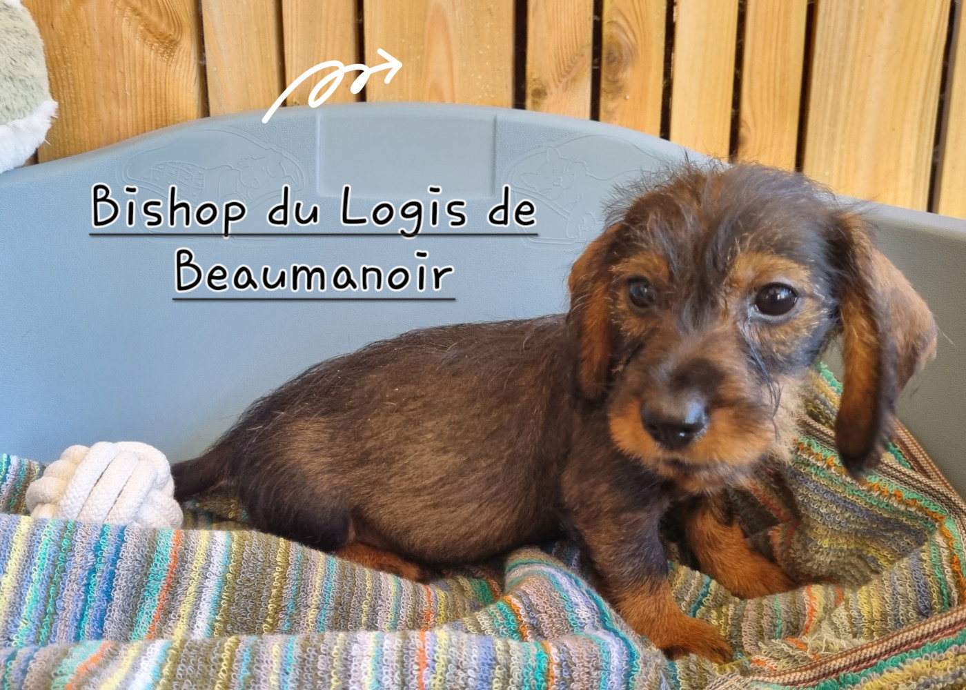 Du logis de beaumanoir - Chiots disponibles - Teckel poil dur