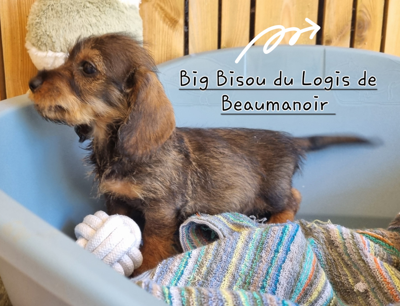 Du logis de beaumanoir - Chiots disponibles - Teckel poil dur