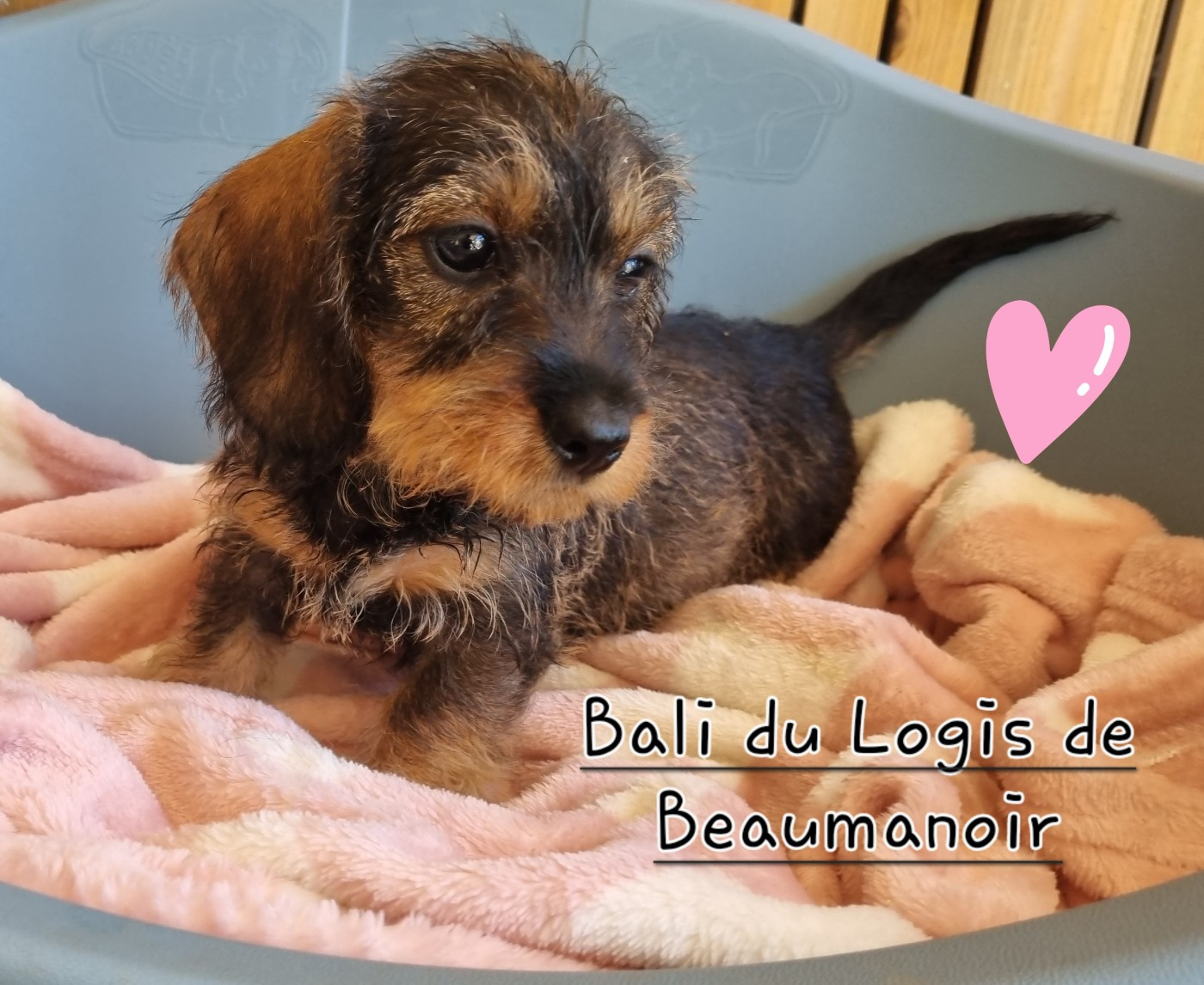 Du logis de beaumanoir - Chiots disponibles - Teckel poil dur