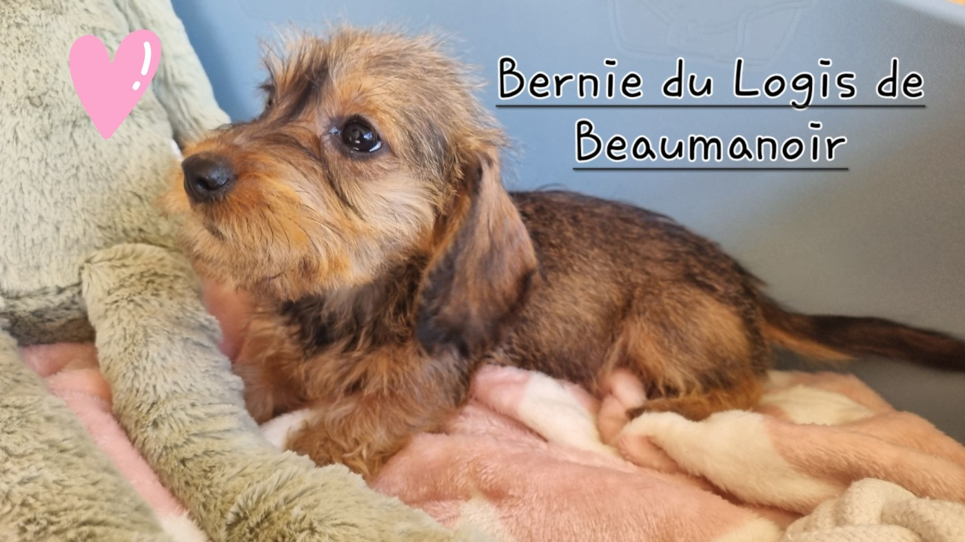 Du logis de beaumanoir - Chiots disponibles - Teckel poil dur
