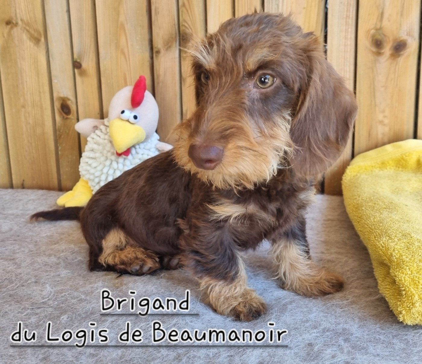 Du logis de beaumanoir - Chiots disponibles - Teckel poil dur