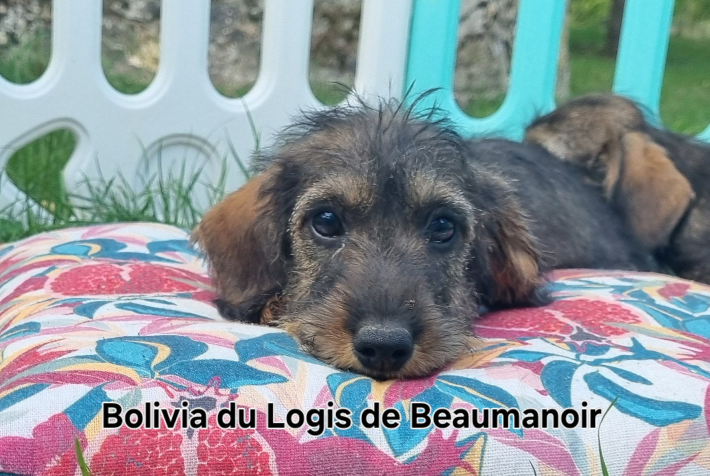 Du logis de beaumanoir - Chiots disponibles - Teckel poil dur