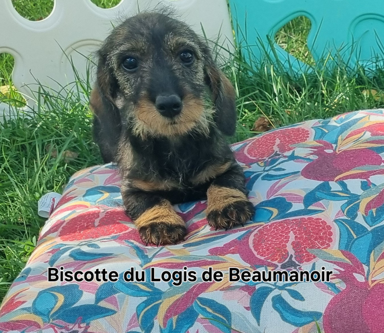 Du logis de beaumanoir - Chiots disponibles - Teckel poil dur