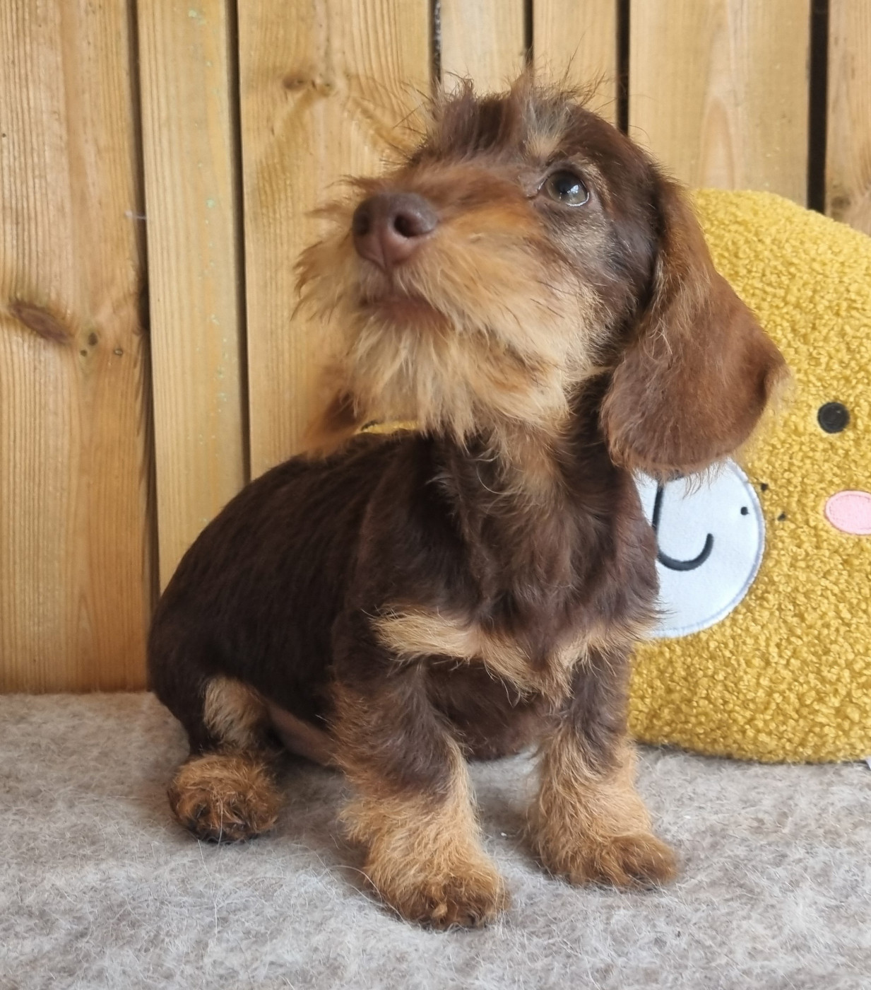 Du logis de beaumanoir - Chiots disponibles - Teckel poil dur