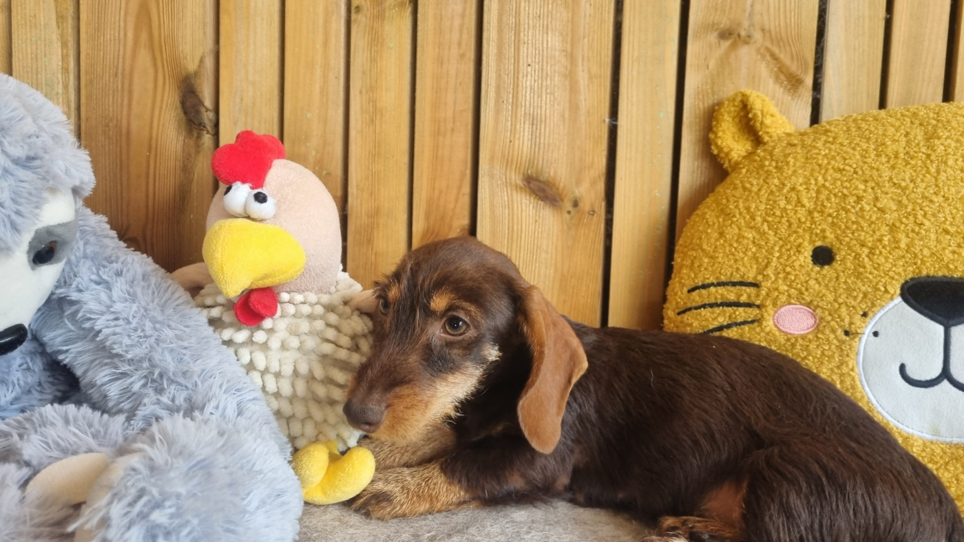 Du logis de beaumanoir - Chiots disponibles - Teckel poil dur