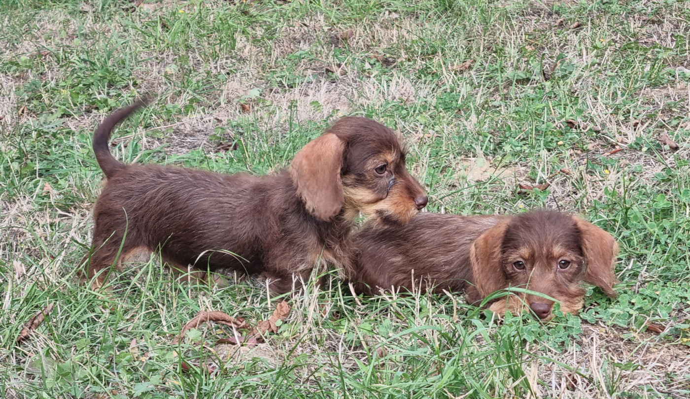 Du logis de beaumanoir - Chiots disponibles - Teckel poil dur