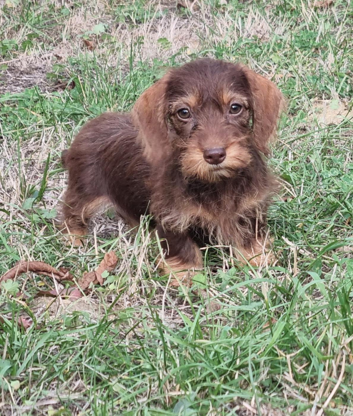 Du logis de beaumanoir - Chiots disponibles - Teckel poil dur