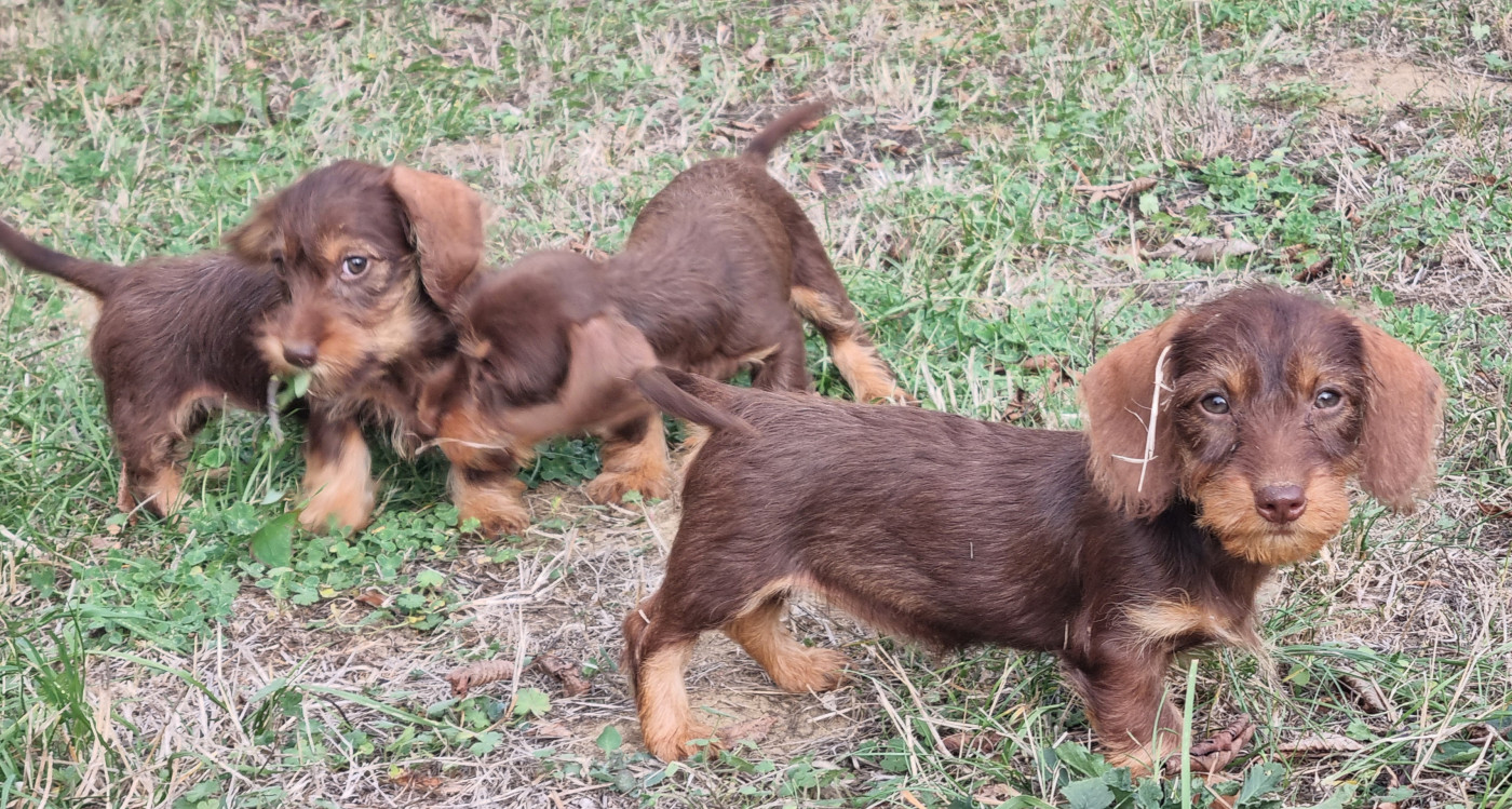 Du logis de beaumanoir - Chiots disponibles - Teckel poil dur