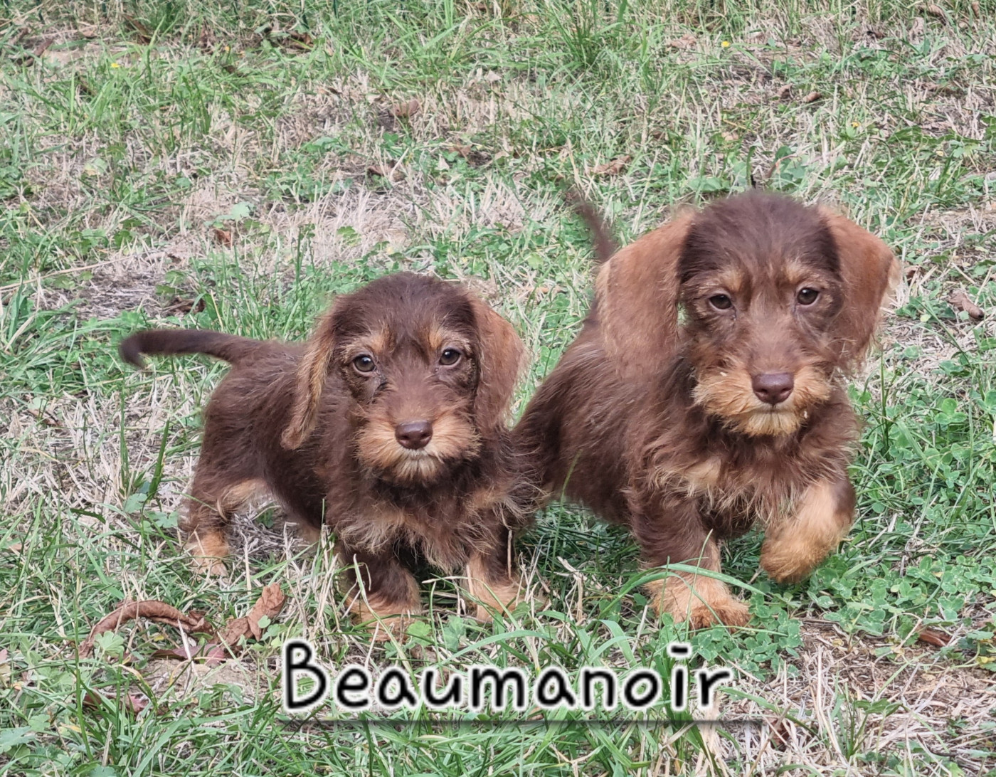 Chiot Teckel poil dur Du logis de beaumanoir