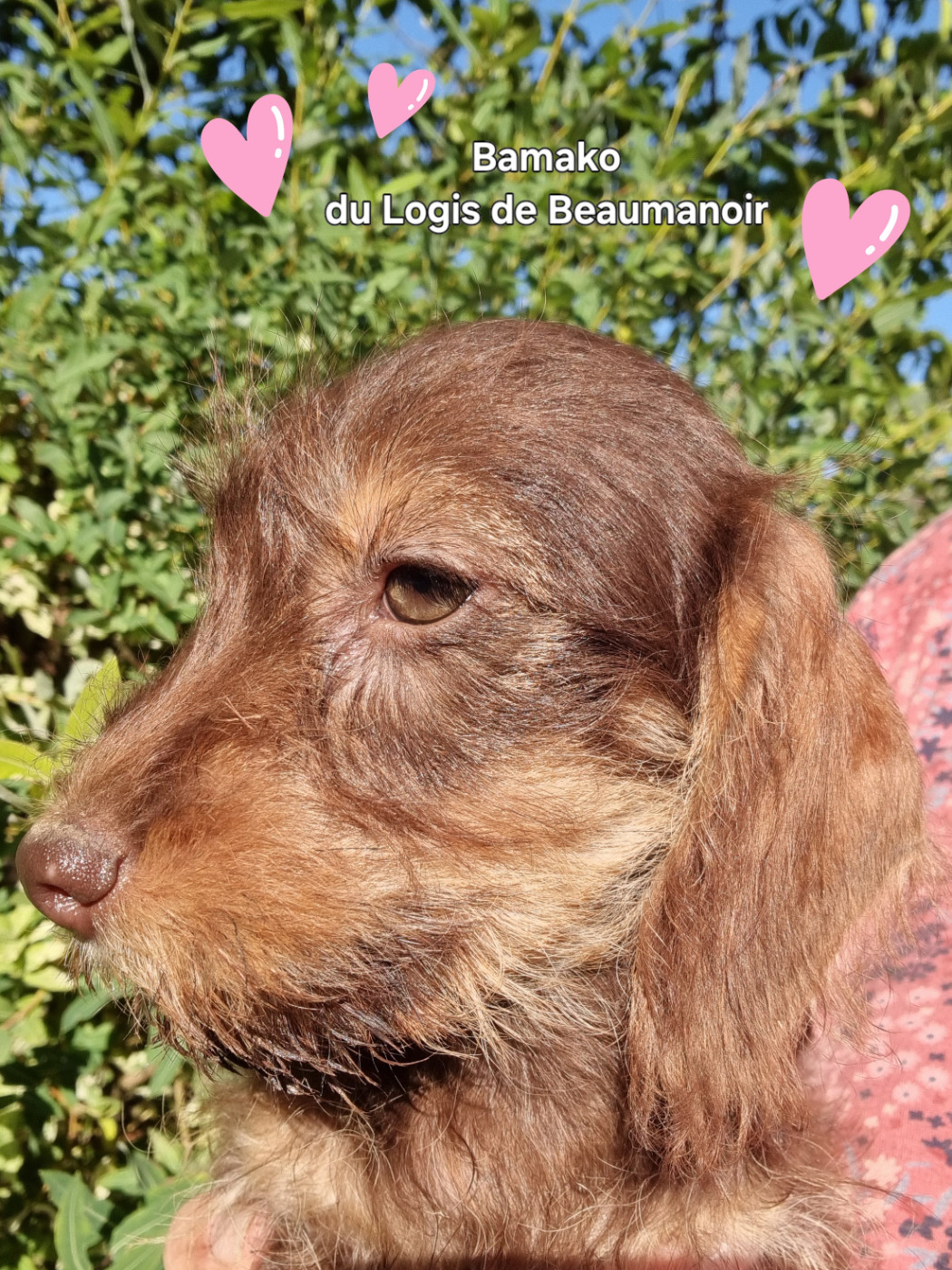 Du logis de beaumanoir - Chiots disponibles - Teckel poil dur
