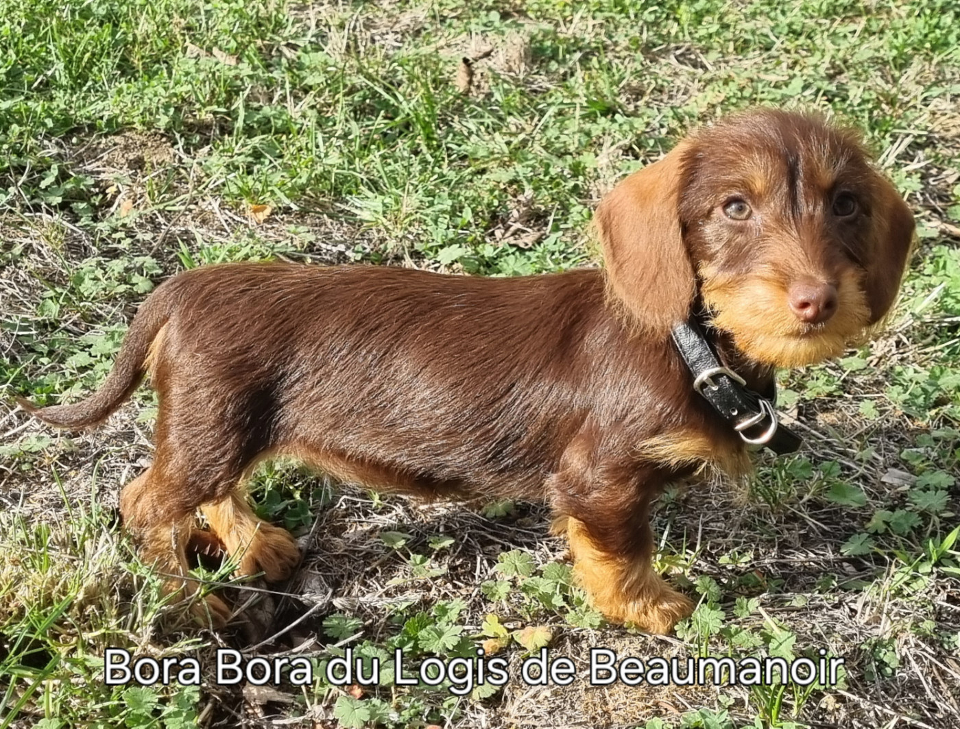 Du logis de beaumanoir - Chiots disponibles - Teckel poil dur