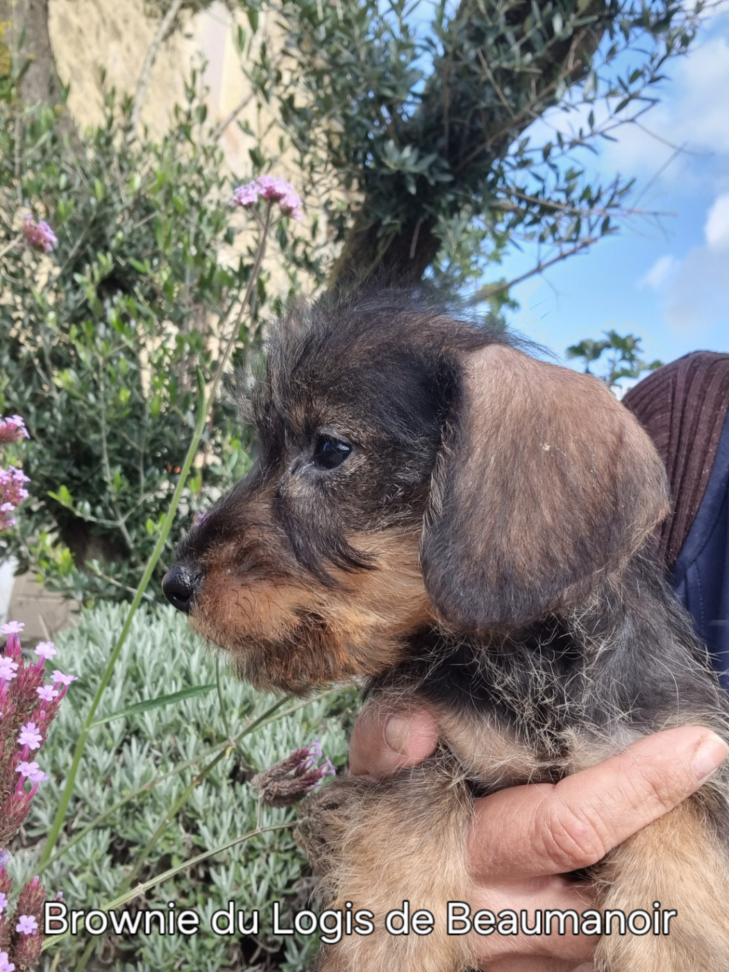 Du logis de beaumanoir - Chiots disponibles - Teckel poil dur