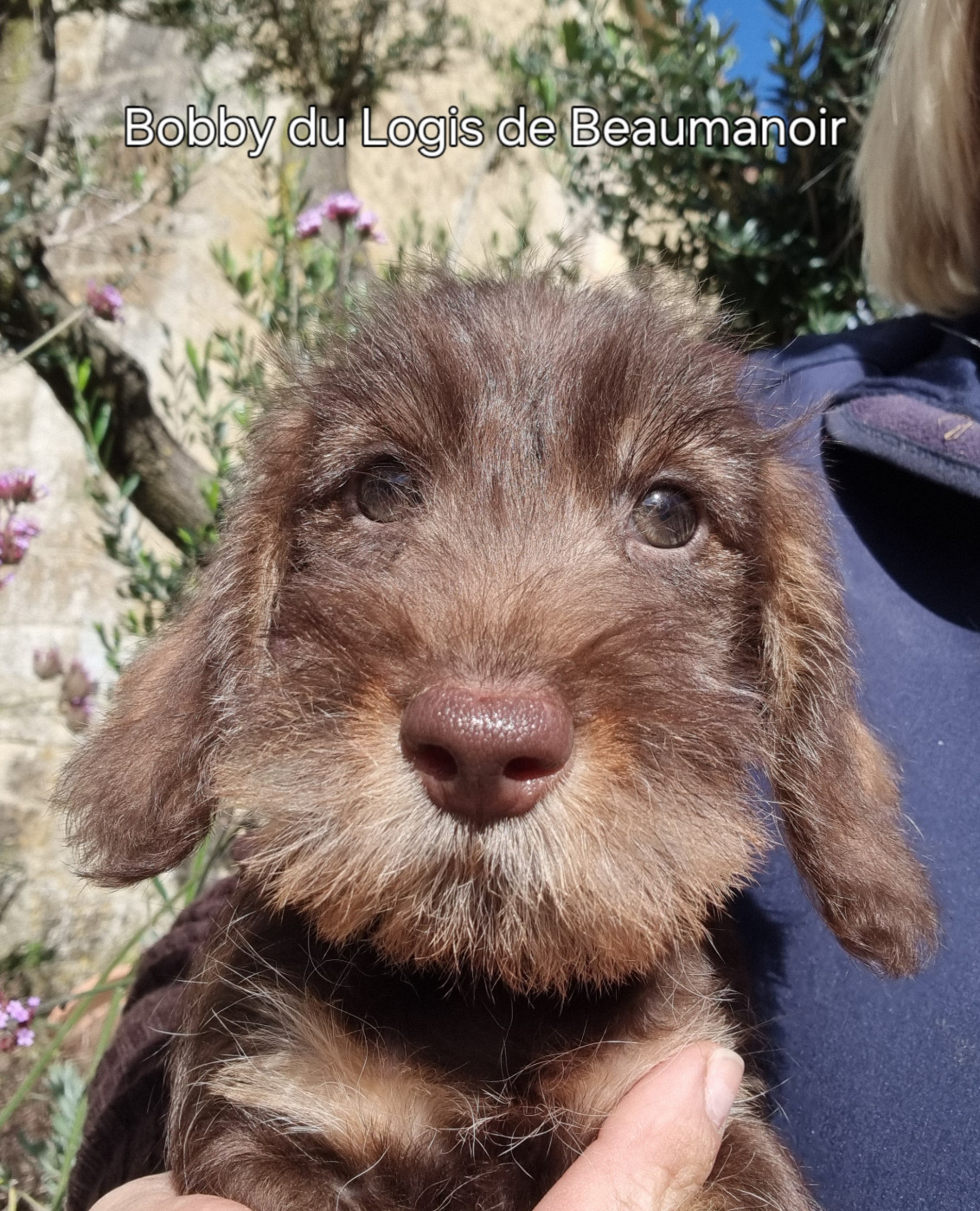 Du logis de beaumanoir - Chiots disponibles - Teckel poil dur