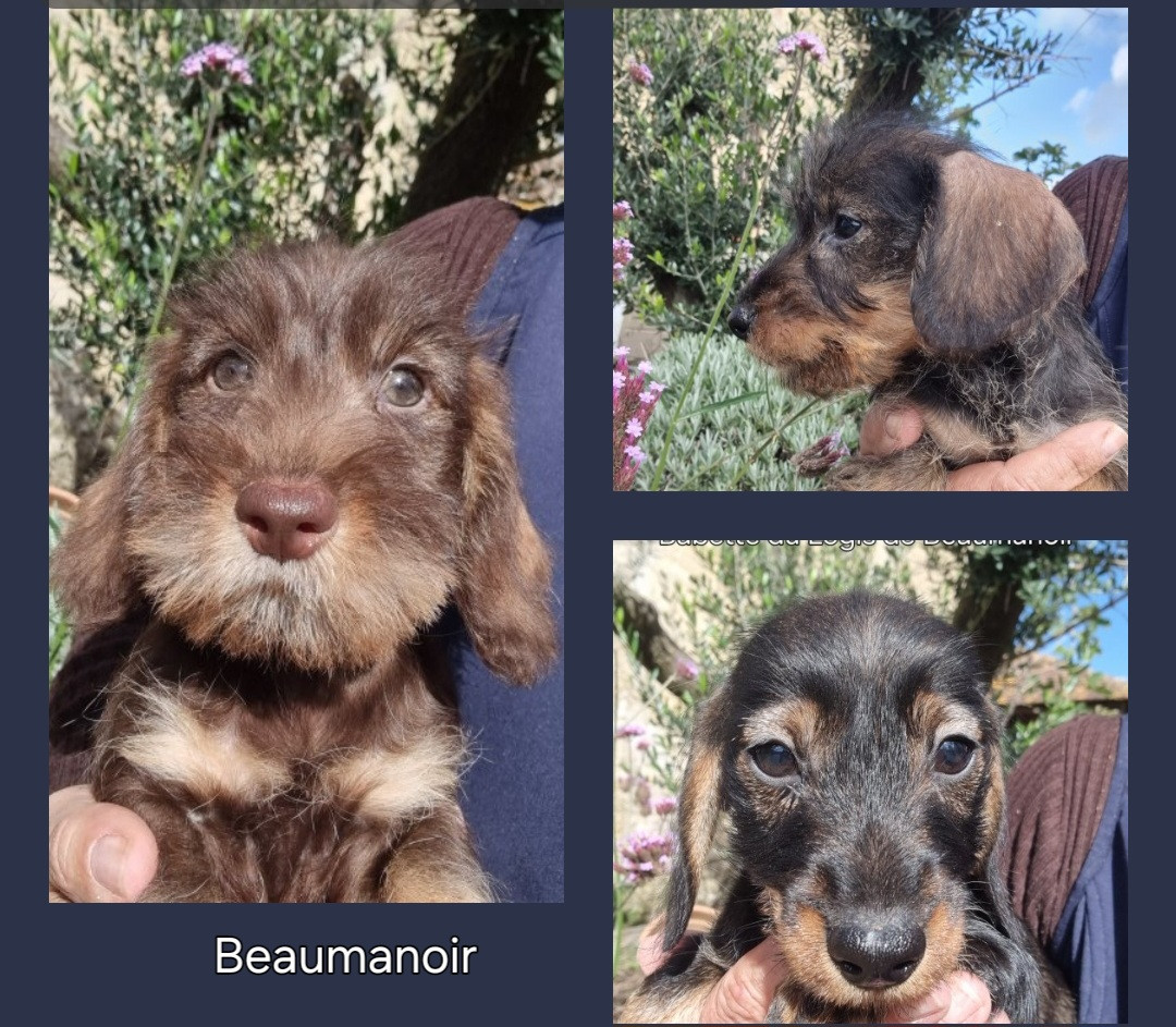 Chiot Teckel poil dur Du logis de beaumanoir