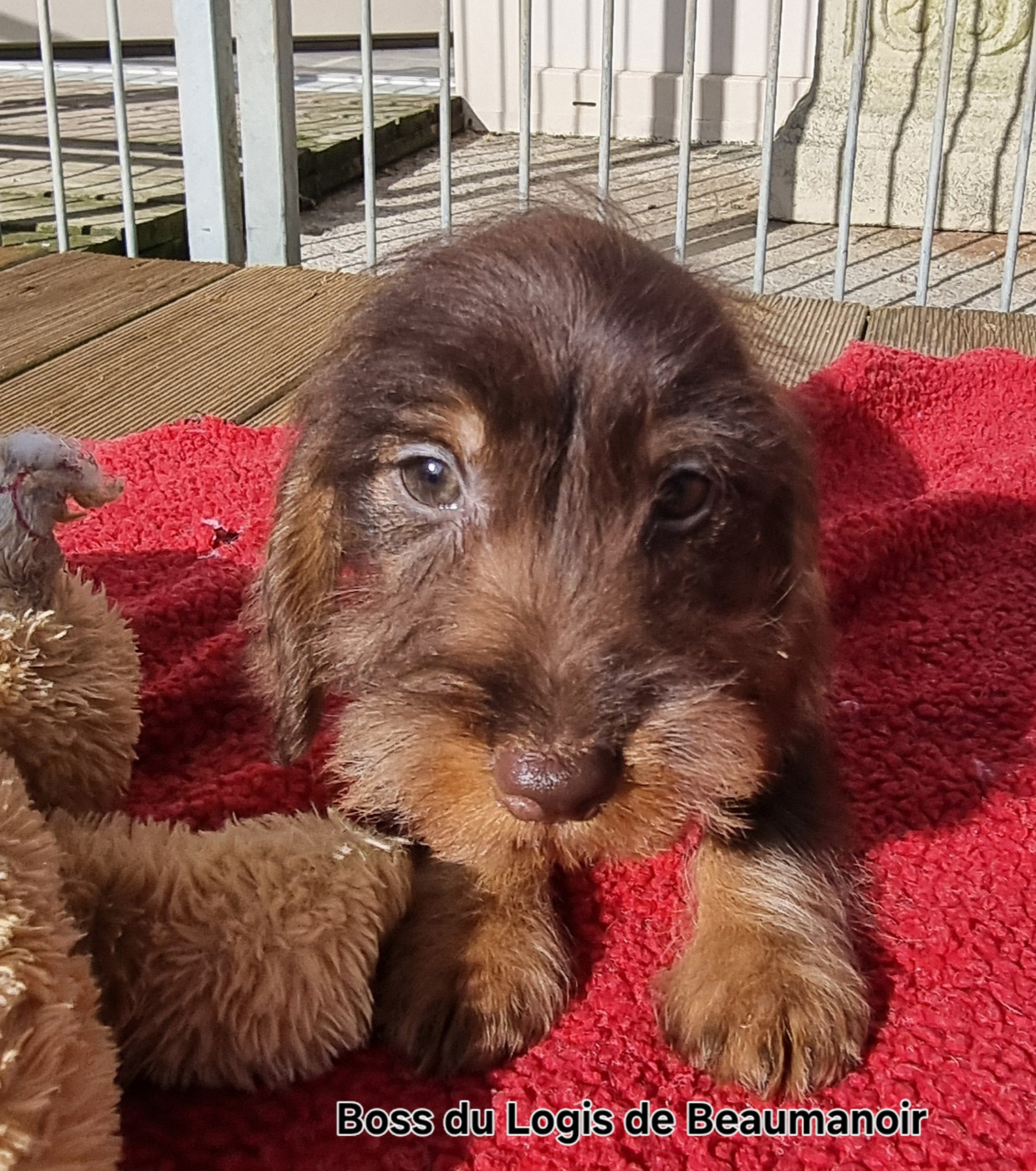 Du logis de beaumanoir - Chiots disponibles - Teckel poil dur