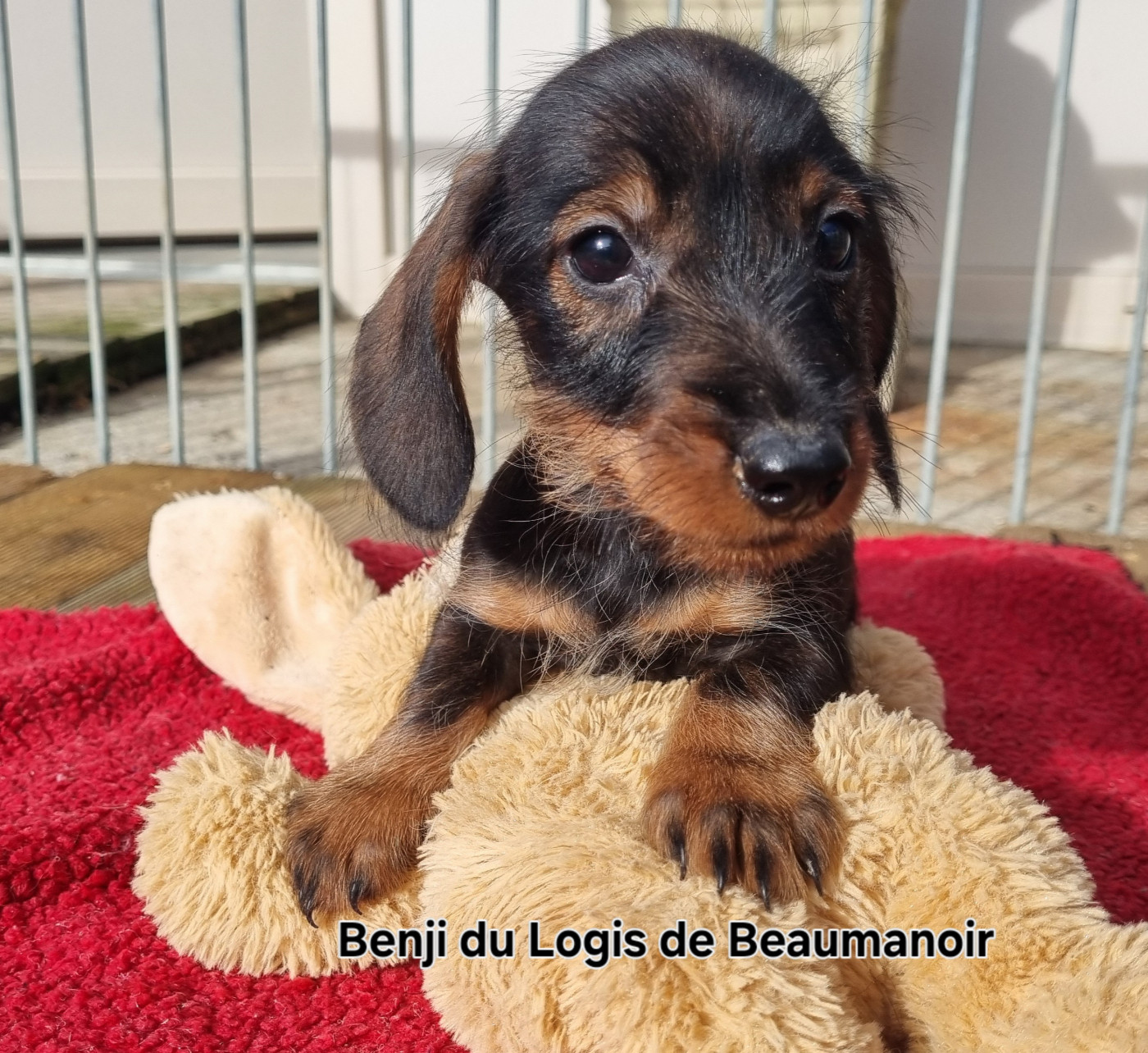 Du logis de beaumanoir - Chiots disponibles - Teckel poil dur
