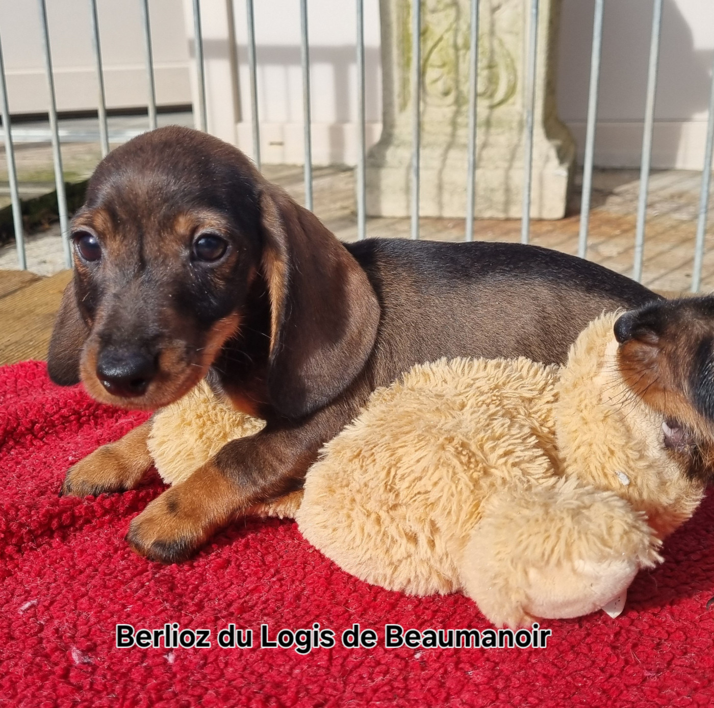 Du logis de beaumanoir - Chiots disponibles - Teckel poil dur