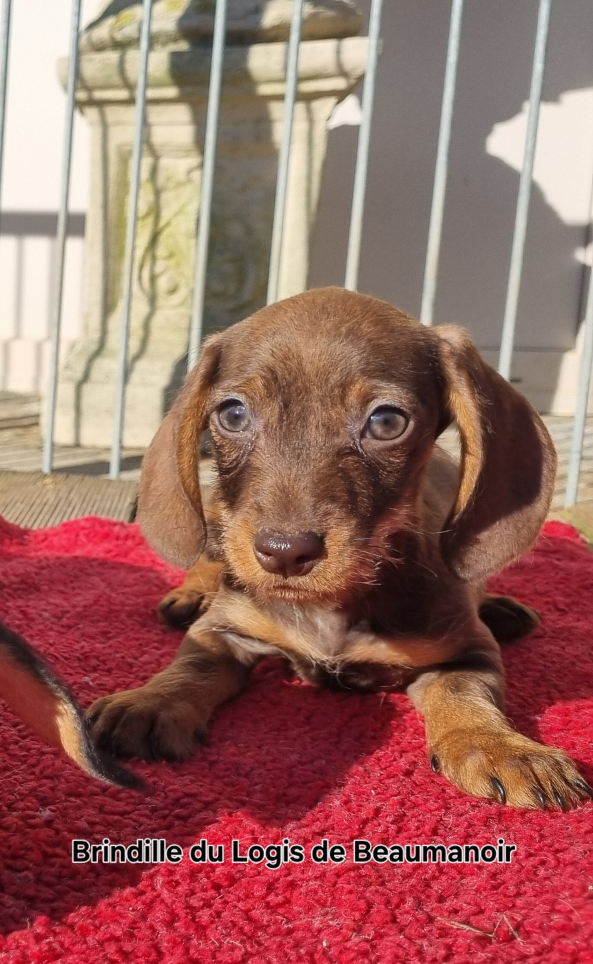 Du logis de beaumanoir - Chiots disponibles - Teckel poil dur