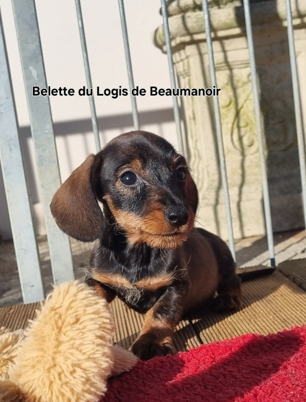 Du logis de beaumanoir - Chiots disponibles - Teckel poil dur