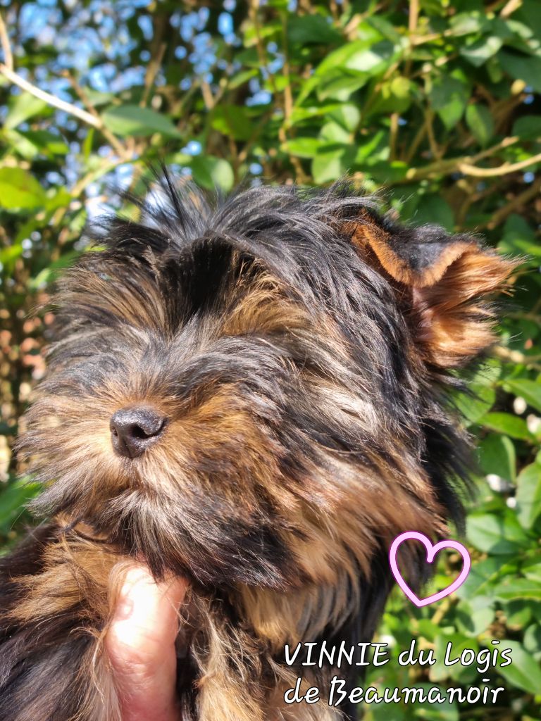 Du logis de beaumanoir - Chiots disponibles - Yorkshire Terrier