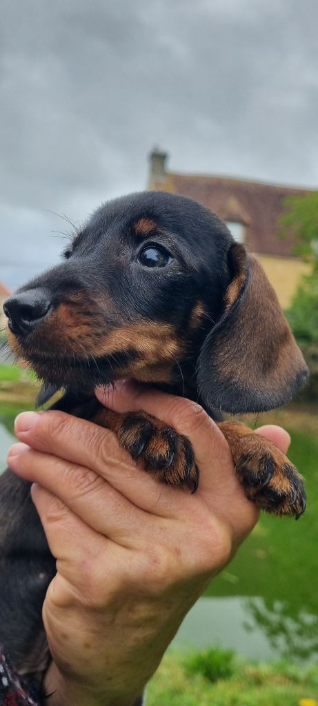 Du logis de beaumanoir - Chiots disponibles - Teckel poil dur