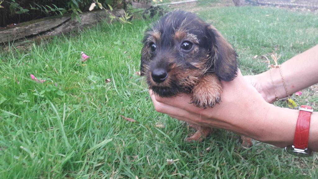 Chiot Teckel poil dur Du logis de beaumanoir
