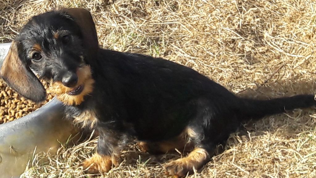 Chiot Teckel poil dur Du logis de beaumanoir