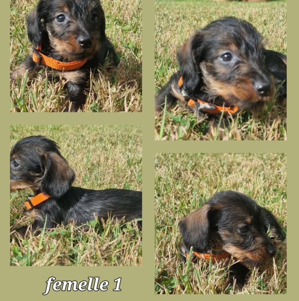 Du logis de beaumanoir - Chiots disponibles - Teckel poil dur