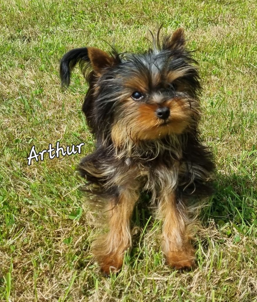 Du logis de beaumanoir - Chiots disponibles - Yorkshire Terrier