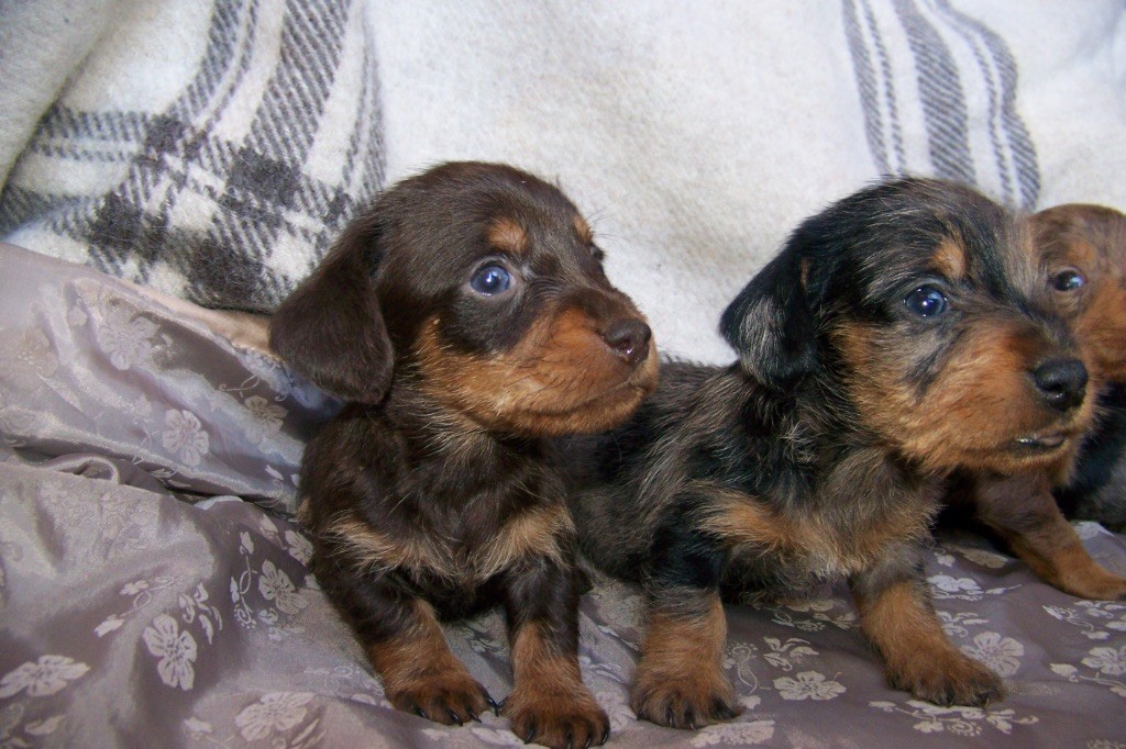 Chiot Teckel poil dur Du logis de beaumanoir