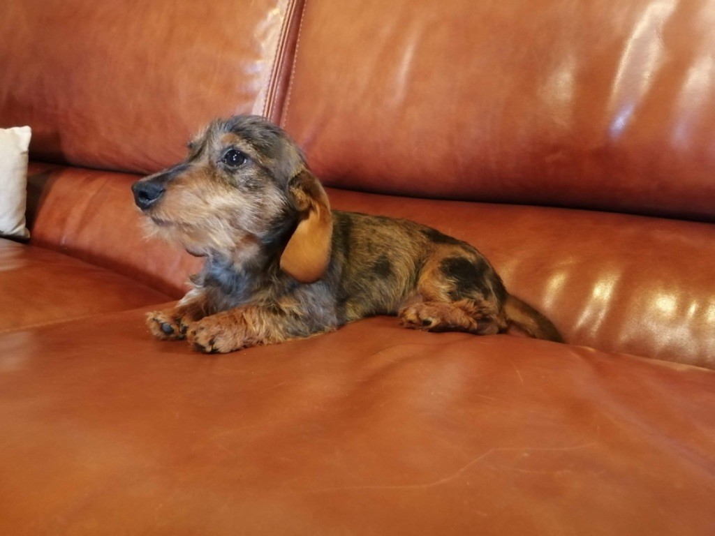 Chiot Teckel poil dur Du logis de beaumanoir