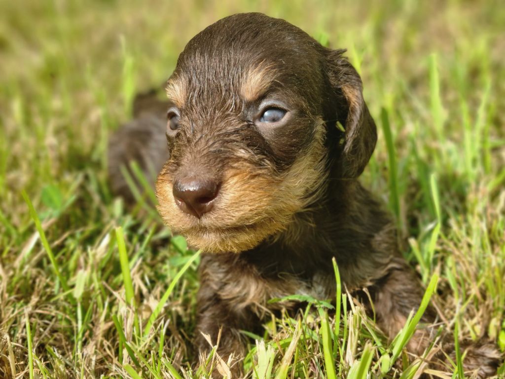 Du logis de beaumanoir - Chiots disponibles - Teckel poil dur